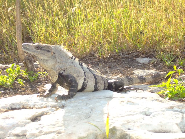 Yucatan